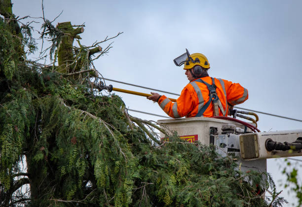 Professional Tree Services in Waterman, IL