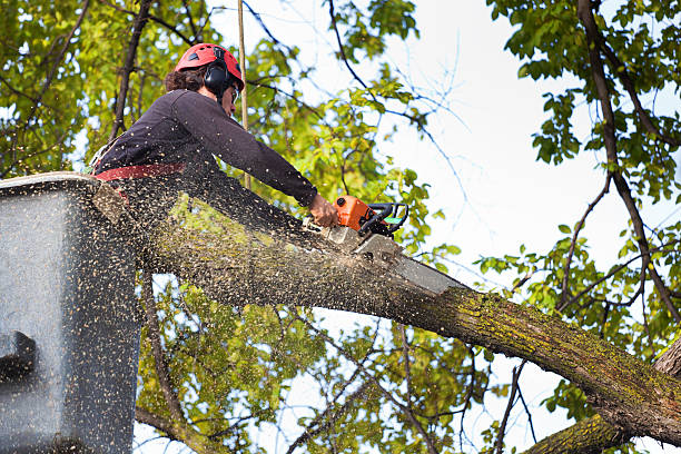 How Our Tree Care Process Works  in  Waterman, IL